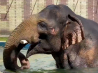 Ростовский зоопарк показал, как животные переносят жару