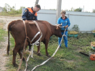 Донские спасатели помогли корове, которая угодила в ловушку