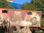 Обкаканные верблюды бродячего цирка вгоняют в тоску и недоумение жителей Ростова