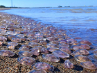 Ростовские ученые предложили использовать заполонивших Азовское море медуз в качестве еды