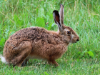 В Ростовской области осудят агронома за массовую гибель зайцев-русаков от химикатов