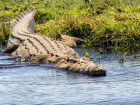 Нильского крокодила выловили в Дону 