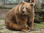 В ростовском зоопарке бурый и гималайский медведи вышли из спячки