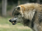 Волки и шакалы напали на людей в Ростовской области 
