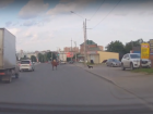 В Ростове на Королёва корова нарушила ПДД и попала на видео   
