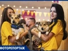 Хвостатый фоторепортаж: собаки из приюта нашли дом в Ростове