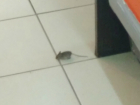 "Очень свежая" мышь повергла в шок женщину в ростовском супермаркете