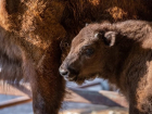 В ростовском зоопарке выбирают имя для зубренка