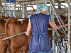 Сельскохозяйственный кооператив «Русь» гарантировал качество и безопасность молока со своей фермы