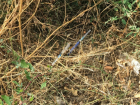 Использованные шприцы в кустах портят радость от новоселья жителям Пролетарского района Ростова