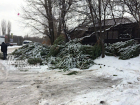 Ростовчане в ярости: торговцы побросали непроданные елки прямо на улице