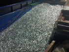 Рыбаки увеличили вылов хамсы в Азовском море на 30%
