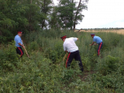 В Ростовской области казаки уничтожили 15,5 тонн конопли
