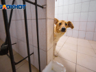В Ростове на отлов бездомных животных потратят 4,9 млн рублей в 2023 году