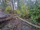 В Ростовской области возбудили уголовное дело после гибели женщины, на которую упало дерево