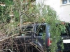 На ростовский внедорожник в Сочи упало дерево
