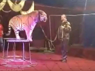 Тигр таинственно исчез из цирка после нападения на дрессировщика в Ростовской области 