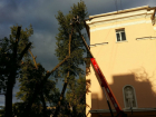 "Облысевшие" ростовские деревья посоветовали воспринимать как вынужденную меру