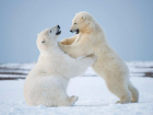 Календарь: 27 января - Международный день полярного медведя