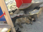 «Захватившая» детскую площадку свора бездомных собак вызвала жалость у жителей Ростова