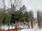 В парке Островского в Ростове вырубят 166 деревьев