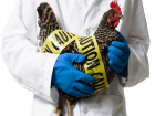 Вспышку смертельно опасного птичьего гриппа выявили на птицефабрике в Ростовской области