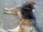 Умирающие в агонии бездомные собаки на улице Ростова шокировали горожан