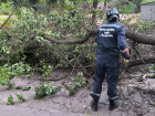 В Ростове на Западном на школьника упало дерево