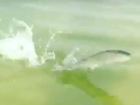 Бегающая по воде рыба шокировала отдыхающих на пляже Ростова и попала на видео