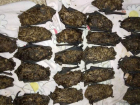 В Батайске неизвестные выбросили из окна многоэтажки стаю спящих летучих мышей