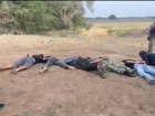 Угнали скот: ОПГ похитила коров на три миллиона на Дону  