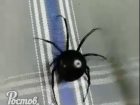 В дом жителя Ростова пробрался ядовитый паук-каракурт 