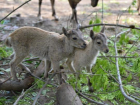 В ростовском зоопарке у дагестанских туров родились двойняшки
