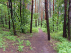 Власти Ростова хотят сдавать в аренду городские леса