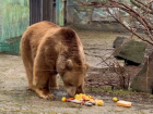 Медведи в зоопарке Ростова почувствовали весну и вышли из спячки