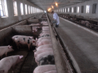 Из Ростовской области в Грузию отправили более 1000 свиней