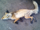 В охотхозяйстве Миллеровского района отменили карантин из-за бешеной лисицы