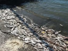 Прокуратура проверяет ростовский пруд на улице Зеленой 