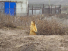 Фото донских байбаков, позирующих перед камерой, набирает популярность в сети 