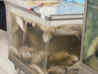 Отдыхавшие кверху брюхом рыбки в аквариуме «Ашана» озадачили жителей Ростова