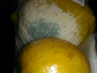 Чудовищное преображение произошло с лимонами из супермаркета Ростова в квартире молодого мужчины