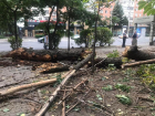 В Ростове на проспекте Ворошиловском рухнуло дерево