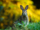 Беги, косой, беги: ростовчане начистили ружья перед сезоном охоты на зайца и лисицу