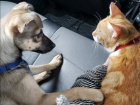 Бездомных кота и собаку из Ростова забрали в Канаду