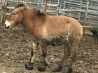 Страдания лошадки в зоопарке Ростова довели до слез посетителей 