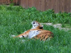 Тигрица Услада из Ростовского-на-Дону зоопарка отметила шестой день рождения 