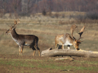 В Ростовской области 40 оленей и ланей выпустили в дикую природу