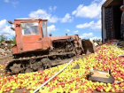 Четыре тонны польских яблок уничтожили на донском полигоне