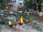 Огромное дерево с треском обрушилось на детскую площадку в Ростове