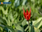 В Ростовской области отменили фестиваль «Шолоховская весна» из-за безопасности